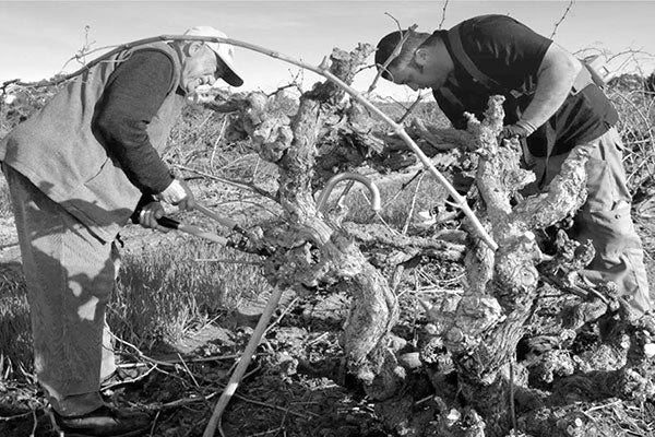 Great Grenache