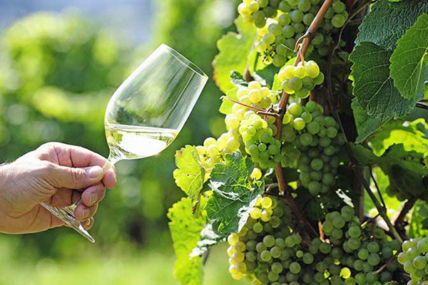 Riesling Revelations