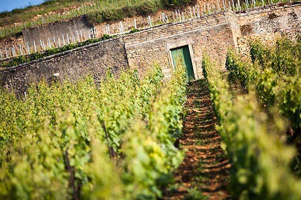 Burgundy for a Song - Domain Chanson