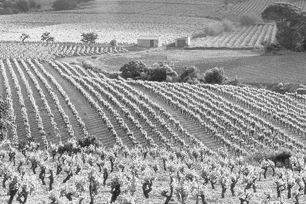 The French Evolution - Beyond Burgundy