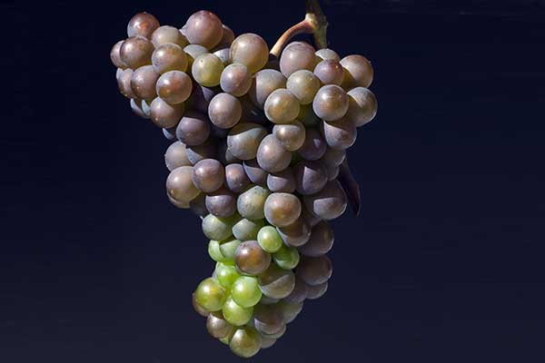 Perfect Pinot Gris