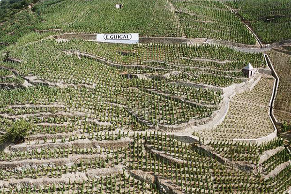 Vibrant Viognier