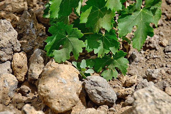 Irresistible Reds From A Mt Etna Maker