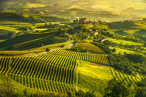 Barbera Beauties