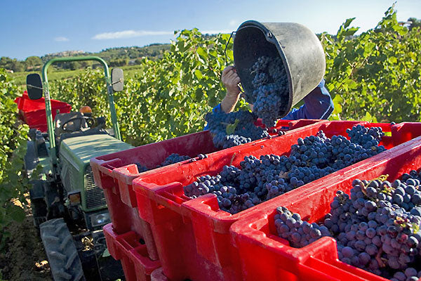 Bandol Rouge Beckons