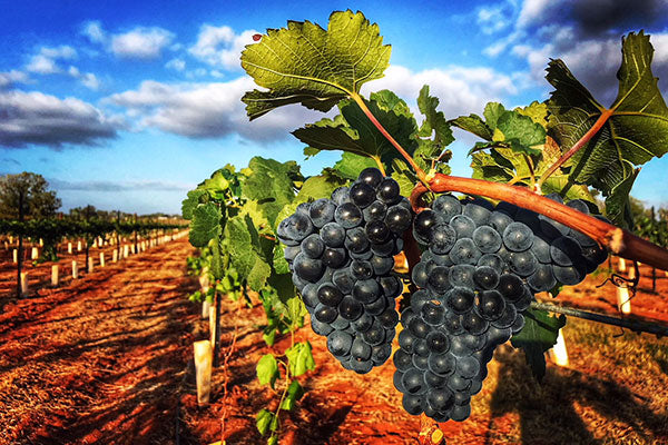 The Wines of Change