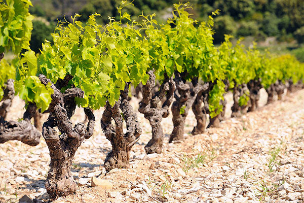 The Unknown Rhone