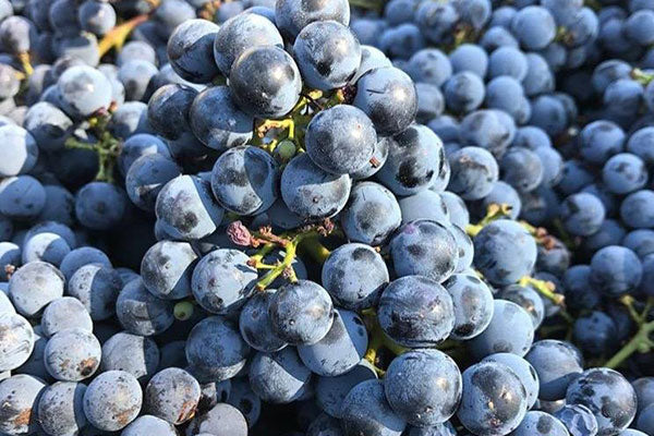 Chic Aussie Cabernet