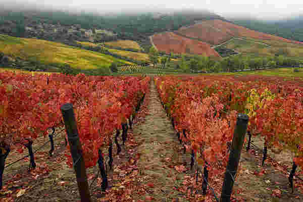 World Wine Icons - Discover Chile