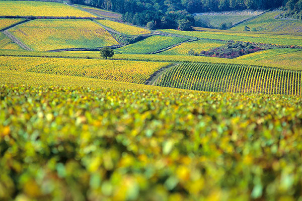 Chablis Chic