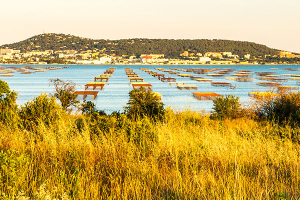 Languedoc Lipsmacker