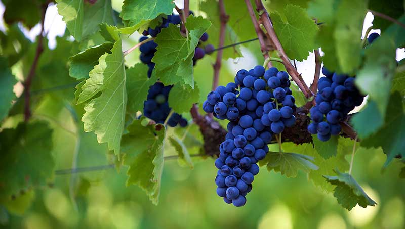 Aglianico grapes