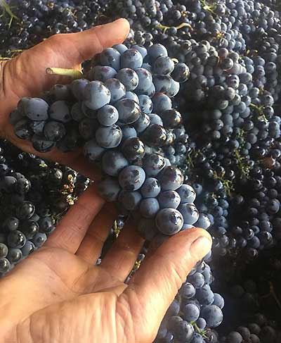 Mourvedre grapes at Domaine de Terrebrune