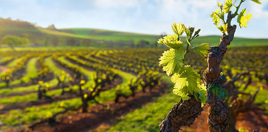 Great Grenaches