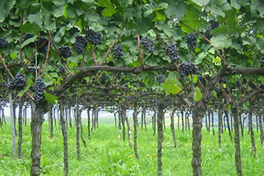 Pinot Picks