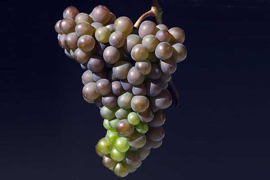 Perfect Pinot Gris