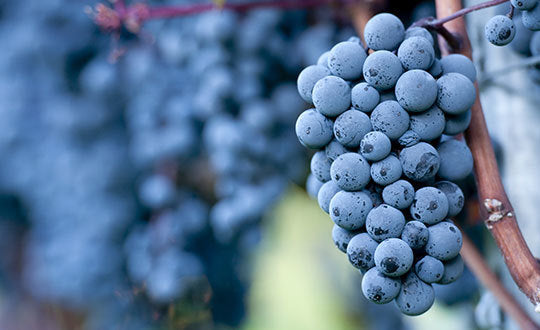 Penny Pincher Pinot