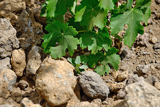 Irresistible Reds From A Mt Etna Maker