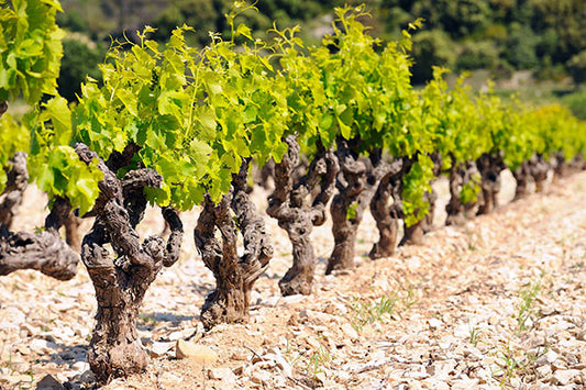 The Unknown Rhone