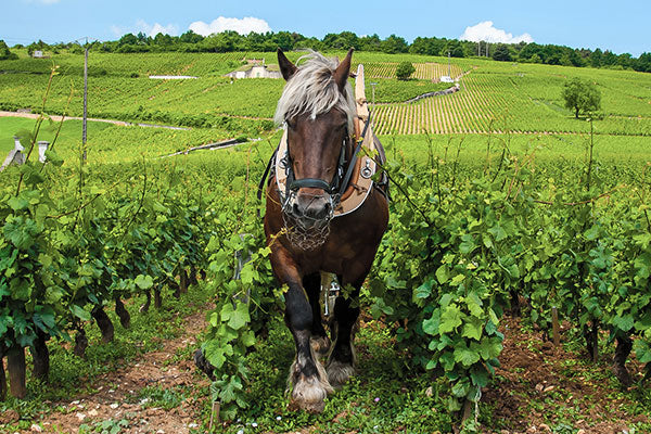 Burgundy by Bollinger