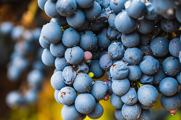 Malbec Medley