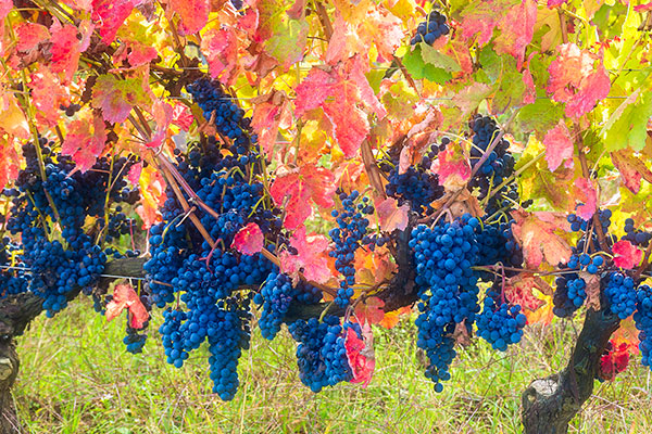 Get To Know Aglianico