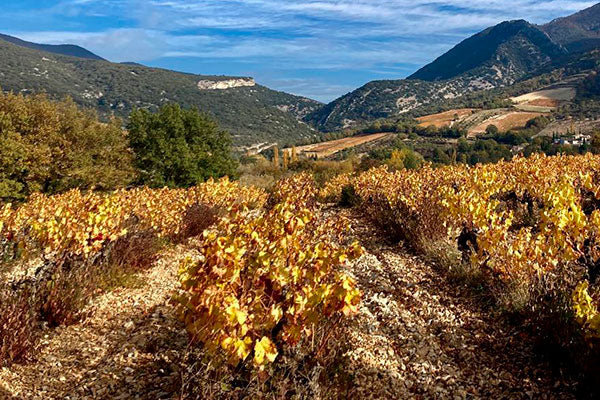 Cote du Rhone Corker