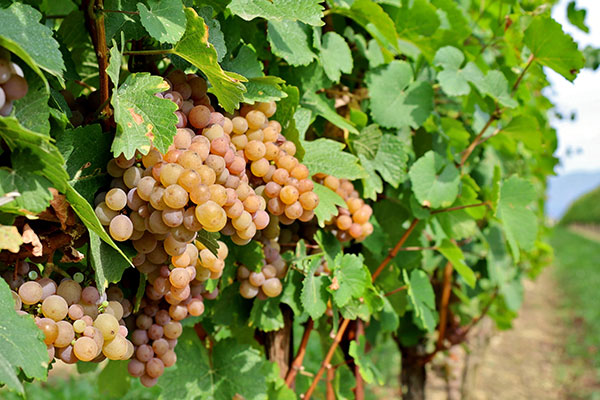 Pinot Gris to Please