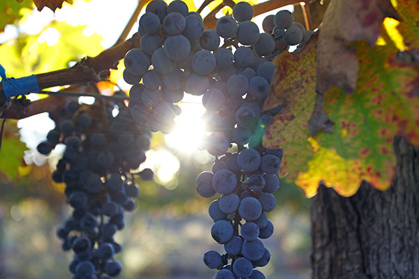 Malbec Makers